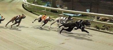 Greyhounds-min