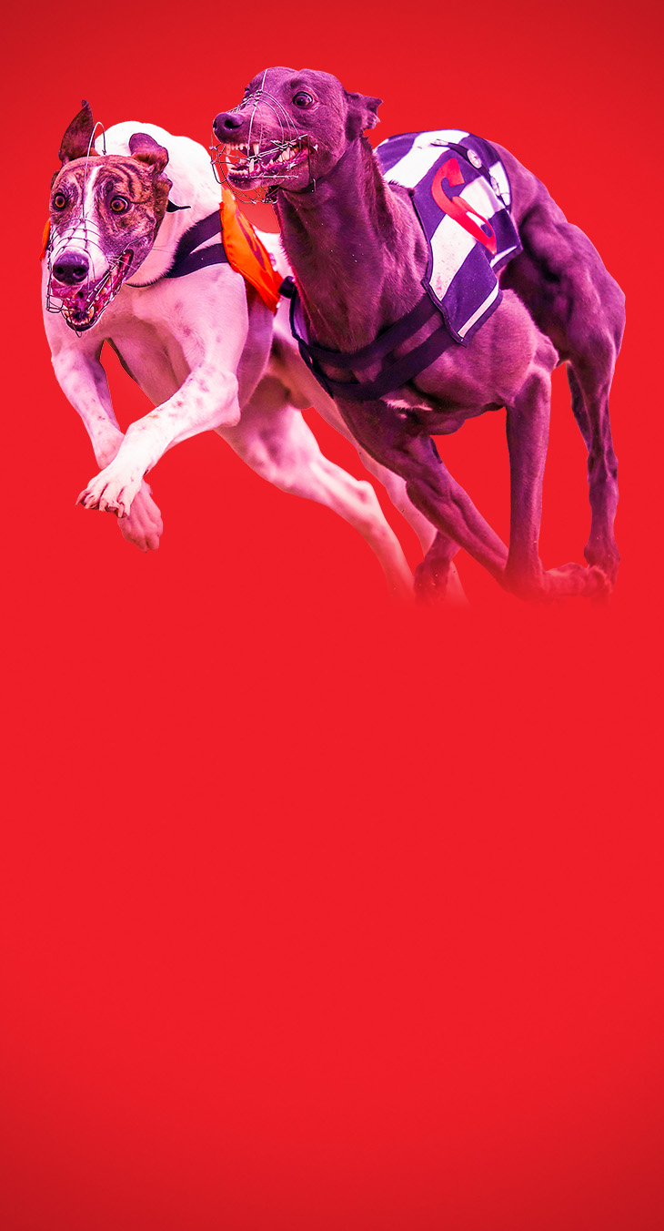 Virtuals Featured Zone - Greyhounds