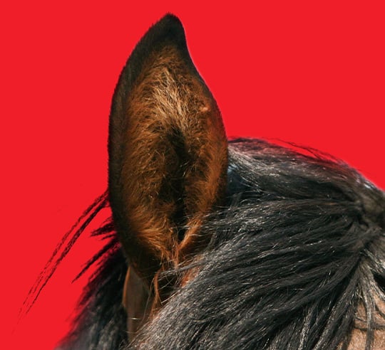 Odds Boots- Horse ear SC 540x492 1